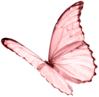 Pink Butterfly